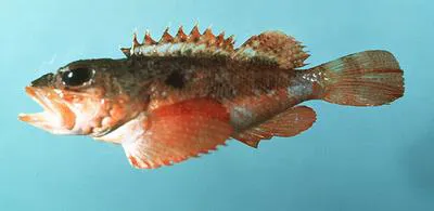 Smooth-head scorpionfish (Scorpaena calcarata)