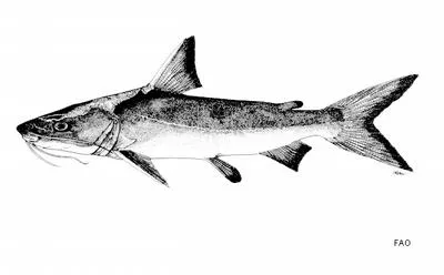 Smooth-headed catfish (Plicofollis nella)