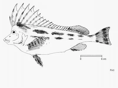 Smooth horsefish (Congiopodus torvus)