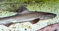 Smooth-hound (Mustelus mustelus)