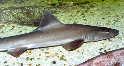Smooth-hound (Mustelus mustelus)