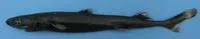 Smooth lanternshark (Etmopterus pusillus)