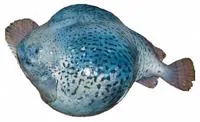 Smooth lumpsucker (Aptocyclus ventricosus)