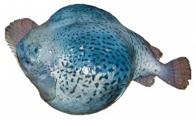 Smooth lumpsucker (Aptocyclus ventricosus)