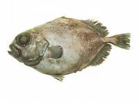Smooth oreo dory (Pseudocyttus maculatus)