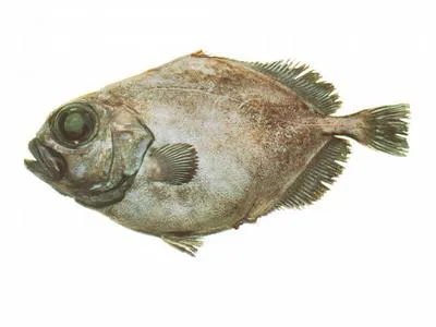 Smooth oreo dory (Pseudocyttus maculatus)