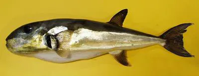 Smooth puffer (Lagocephalus laevigatus)