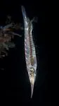 Smooth razorfish (Centriscus cristatus)