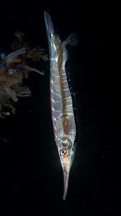 Smooth razorfish (Centriscus cristatus)