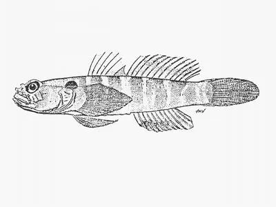 Smooth-scale goby (Hetereleotris margaretae)
