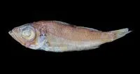 Smooth seabass (Malakichthys levis)