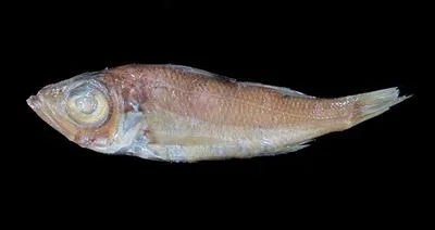 Smooth seabass (Malakichthys levis)
