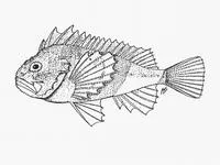 Smooth-skin scorpionfish (Coccotropsis gymnoderma)