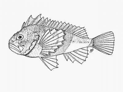 Smooth-skin scorpionfish (Coccotropsis gymnoderma)