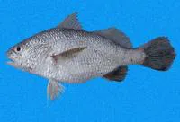 Smooth stardrum (Stellifer mancorensis)