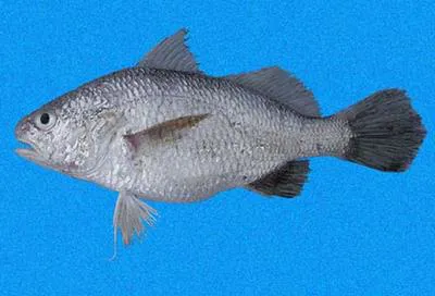 Smooth stardrum (Stellifer mancorensis)