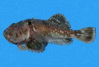 Smooth stargazer (Kathetostoma averruncus)