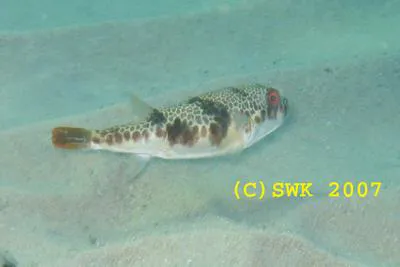 Smooth toadfish (Tetractenos glaber)