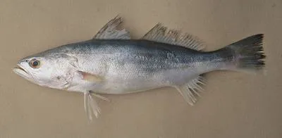 Smooth weakfish (Cynoscion leiarchus)