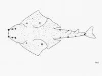 Smoothback angelshark (Squatina oculata)