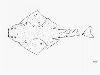 Smoothback angelshark (Squatina oculata)