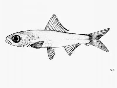 Smoothbelly pellonuline (Congothrissa gossei)