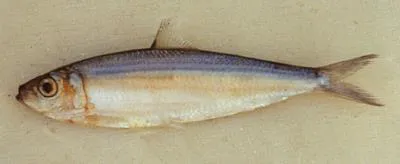 Smoothbelly sardinella (Amblygaster leiogaster)