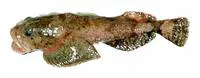 Smoothcheek sculpin (Eurymen gyrinus)
