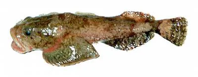 Smoothcheek sculpin (Eurymen gyrinus)