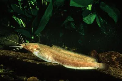 Smoothhead catfish (Clarias liocephalus)