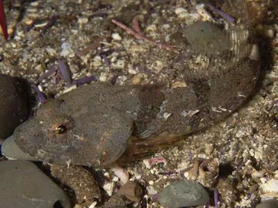 Smoothhead sculpin (Artedius lateralis)