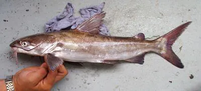 Smoothmouth sea catfish (Carlarius heudelotii)