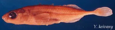 Smoothtail ninespine stickleback (Pungitius laevis)