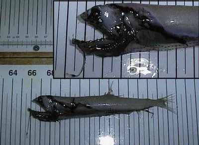 Snaggletooth (Borostomias antarcticus)