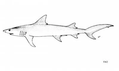 Snaggletooth shark (Hemipristis elongata)