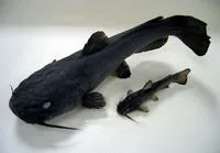 Snail bullhead (Ameiurus brunneus)