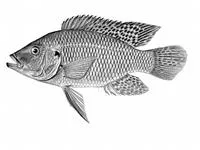 Snaileater (Sargochromis mellandi)