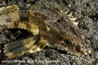 Snailfish (Agonopsis chiloensis)