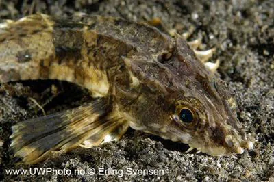 Snailfish (Agonopsis chiloensis)