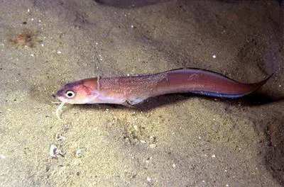 Snake blenny (Ophidion barbatum)