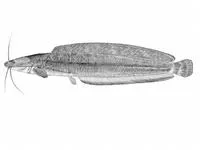 Snake catfish (Clarias theodorae)