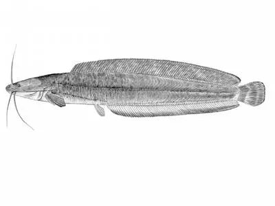 Snake catfish (Clarias theodorae)