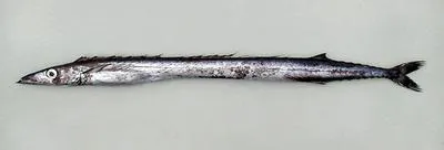 Snake mackerel (Gempylus serpens)