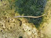 Snake pipefish (Entelurus aequoreus)