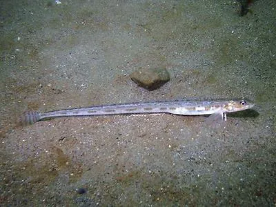 Snake prickleback (Lumpenus sagitta)