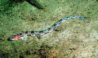 Snakeblenny (Lumpenus lampretaeformis)