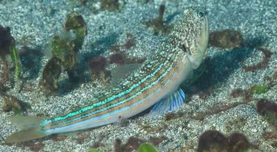 Snakefish (Trachinocephalus myops)