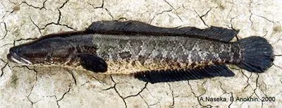 Snakehead (Channa argus argus)