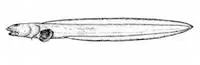 Snakehead eelpout (Lycenchelys crotalinus)