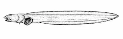 Snakehead eelpout (Lycenchelys crotalinus)